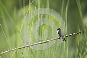 Grey-throated martin resting