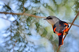 Grey-throated mountaintop bird