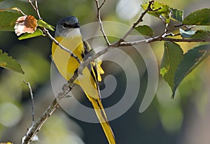 Grey-throated mountaintop bird Pericrocotus solaris