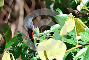 Grey-throated mountaintop bird Pericrocotus solaris