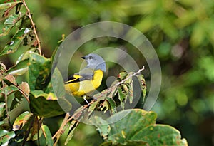 Grey-throated mountaintop bird Pericrocotus solaris