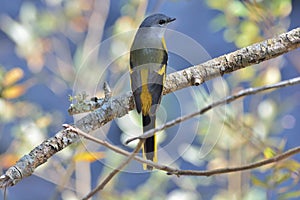 Grey-throated mountaintop bird Pericrocotus solaris