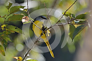 Grey-throated mountaintop bird Pericrocotus solaris photo