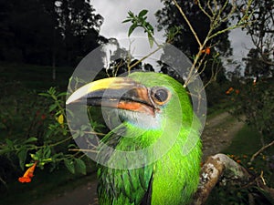 Grey-throated Toucanet, Aulacorhynchus albivitta griseigularis