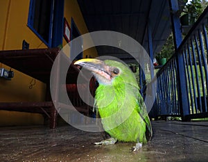 Grey-throated Toucanet, Aulacorhynchus albivitta griseigularis