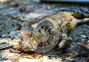 grey tiger cat looking at the camera with beautiful eyes