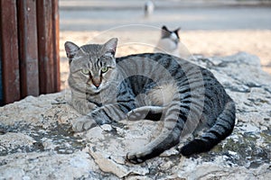 Grey tiger stripe adult cat lying on a rock