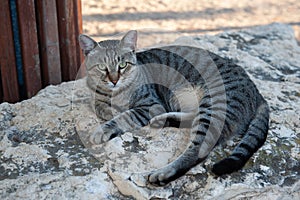 Grey tiger stripe adult cat lying on a rock