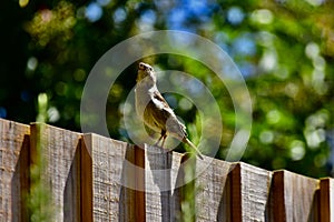A grey tit bird on a garden fence