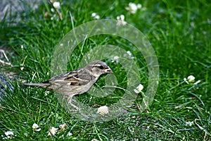 A grey tit bird on the ground