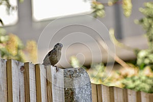 A grey tit bird perched on a garden fence