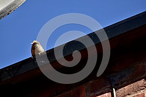 A grey tit bird on a roof