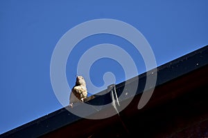 A grey tit bird on a roof