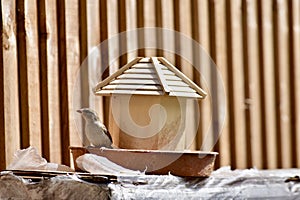 A grey tit on his birdhouse