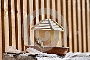 A grey tit on his birdhouse