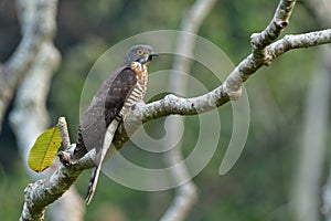 Grey to brown camouflage bird perching on tree branch in nature, Large hawk-cuckoo (Hierococcyx sparverioides