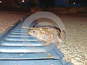 Grey toad  closeup at crepuscle photo
