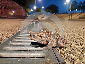 Grey toad closeup in evening
