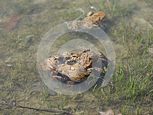 Grey toads amplexus