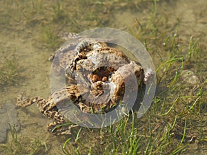 Grey toads amplexus photo