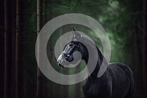 Grey trakehner mare horse standing in dark green forest photo