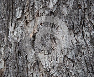 Grey Tree Bark close up