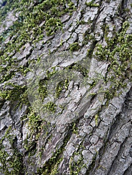 Grey Tree Bark with Moss