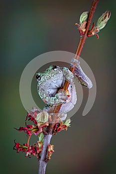 Grey tree frog on budding branch