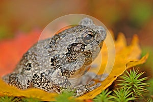 Grey tree-frog (Hyla versicolor)