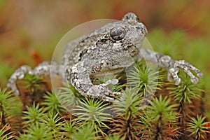 Grey tree-frog (Hyla versicolor)