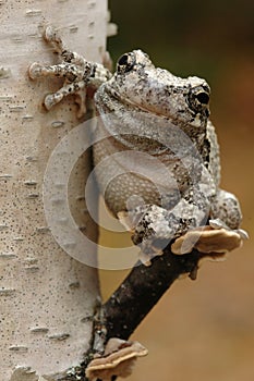 Grey tree-frog (Hyla versicolor)