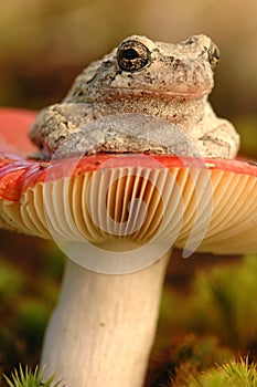 Grey tree-frog (Hyla versicolor)