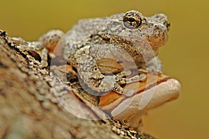 Grey tree-frog (Hyla versicolor)