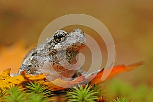 Grey tree-frog (Hyla versicolor)