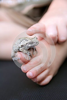 Grey Tree Frog Sitting on Child's Foot