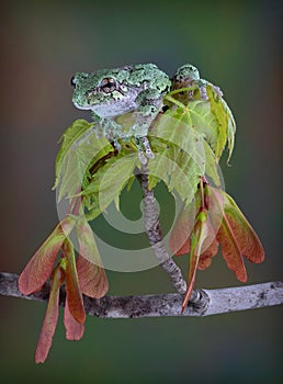 Grey tree frog on spring maple leaves