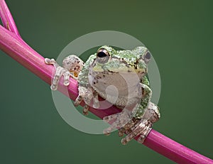 Grey tree frog on stem