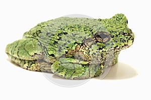 Grey Tree Frog on White Background