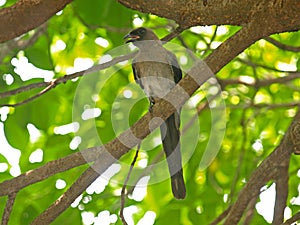 Grey Treepie
