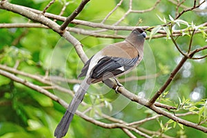 Grey Treepie in Taiwan