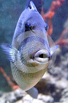 Grey Triggerfish 5