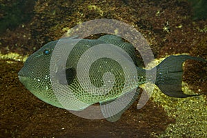 The Grey triggerfish Balistes capriscus.