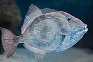 Grey triggerfish Balistes capriscus.