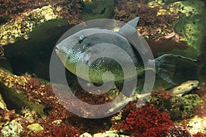 Grey triggerfish photo