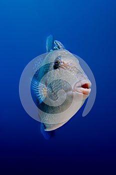 Grey triggerfish photo