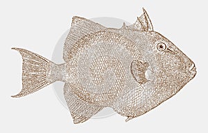 Grey triggerfish, a ray-finned fish from the atlantic ocean in side view