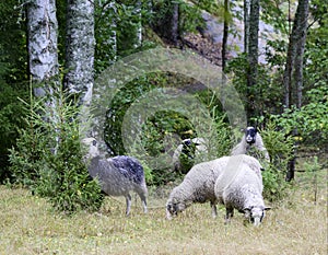 Grey Troender sheep grazing