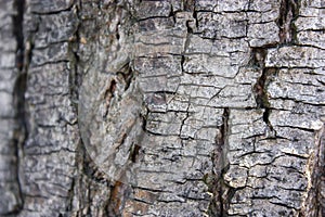 Grey trunk close up with blurry background