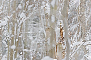 Grey Ural Owl, Strix uralensis, sitting on tree branch, hidden in the winter forest. Beautiful bird in the nature habitat, Czech r