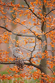 Grey Ural Owl, Strix uralensis, sitting on tree branch, at orange leaves oak autumn forest, bird in the nature habitat, France